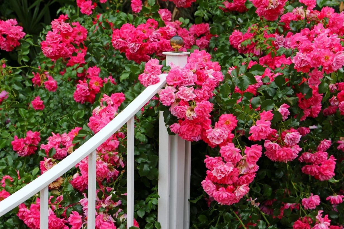 plantar galhos de rosa na batata