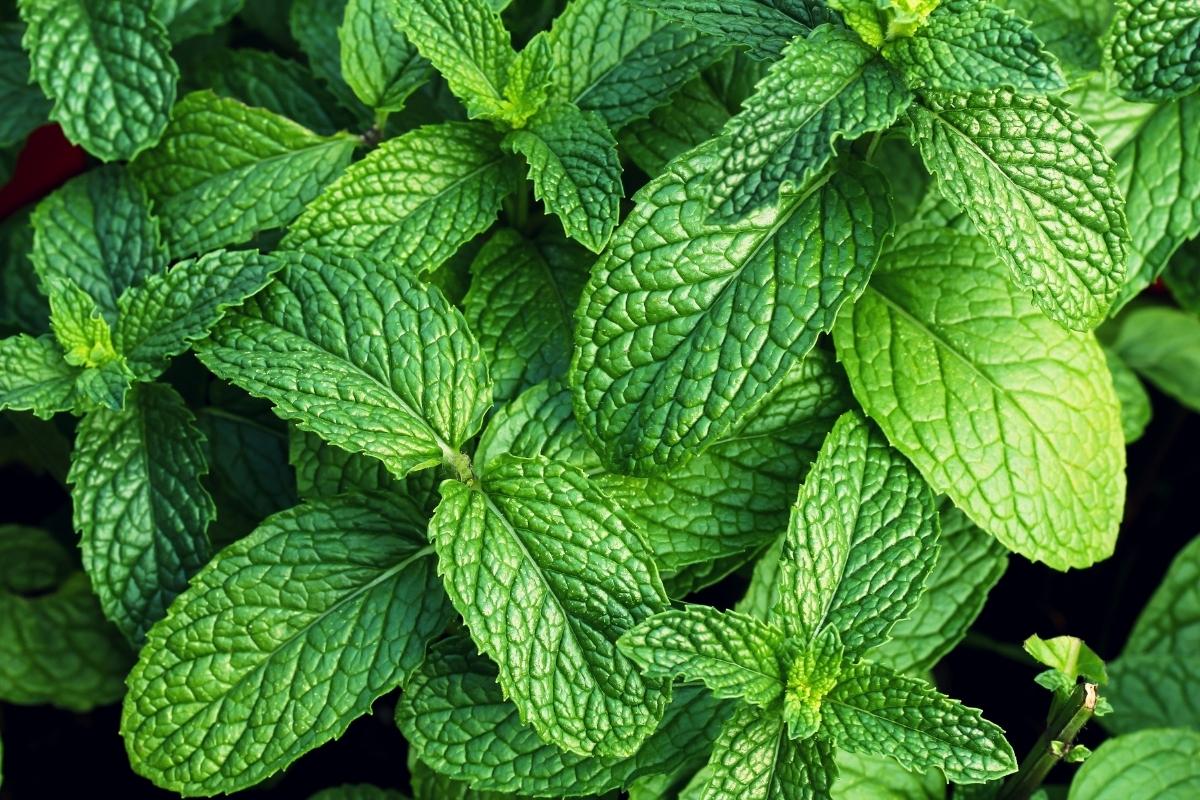 Conheça 3 plantas medicinais para cultivar em casa