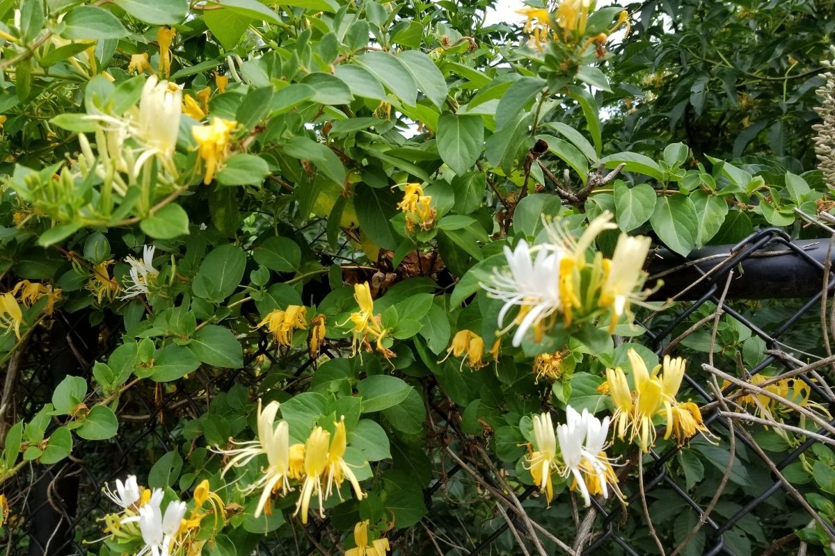 Plantas que dão frutinhas venenosas