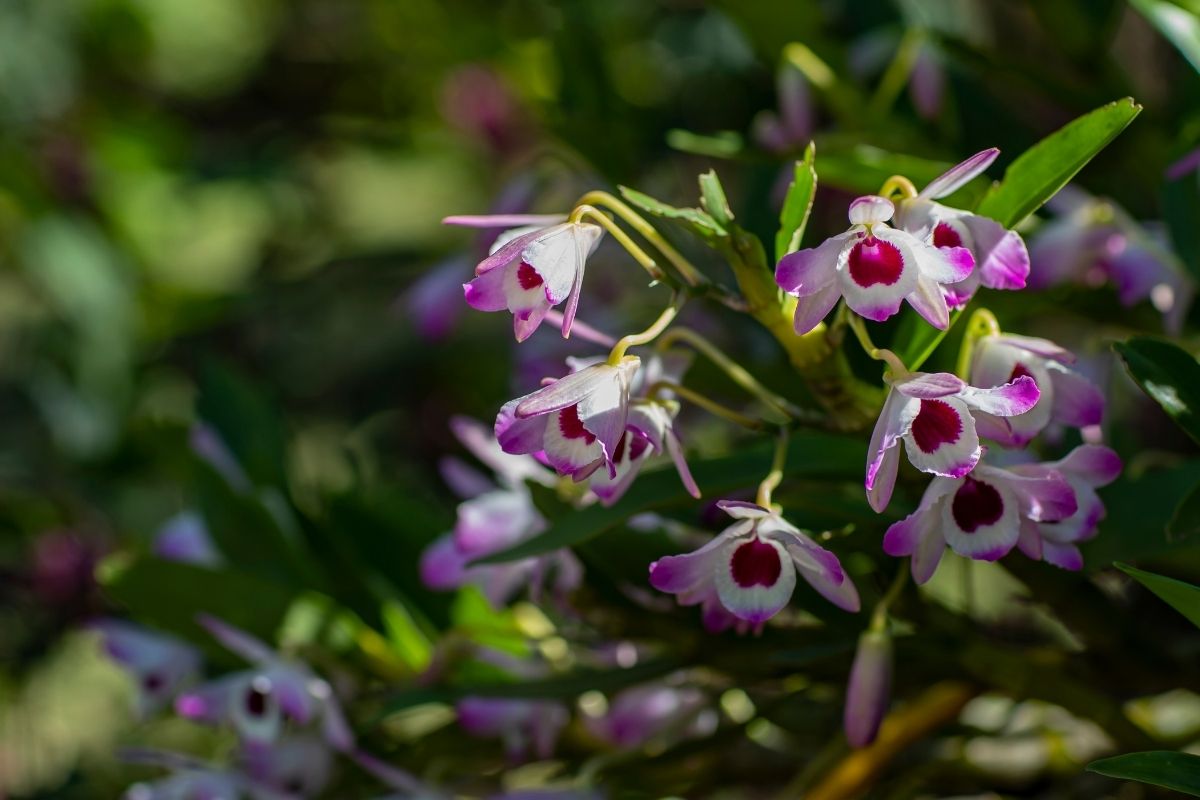 Plantas que dão frutinhas venenosas