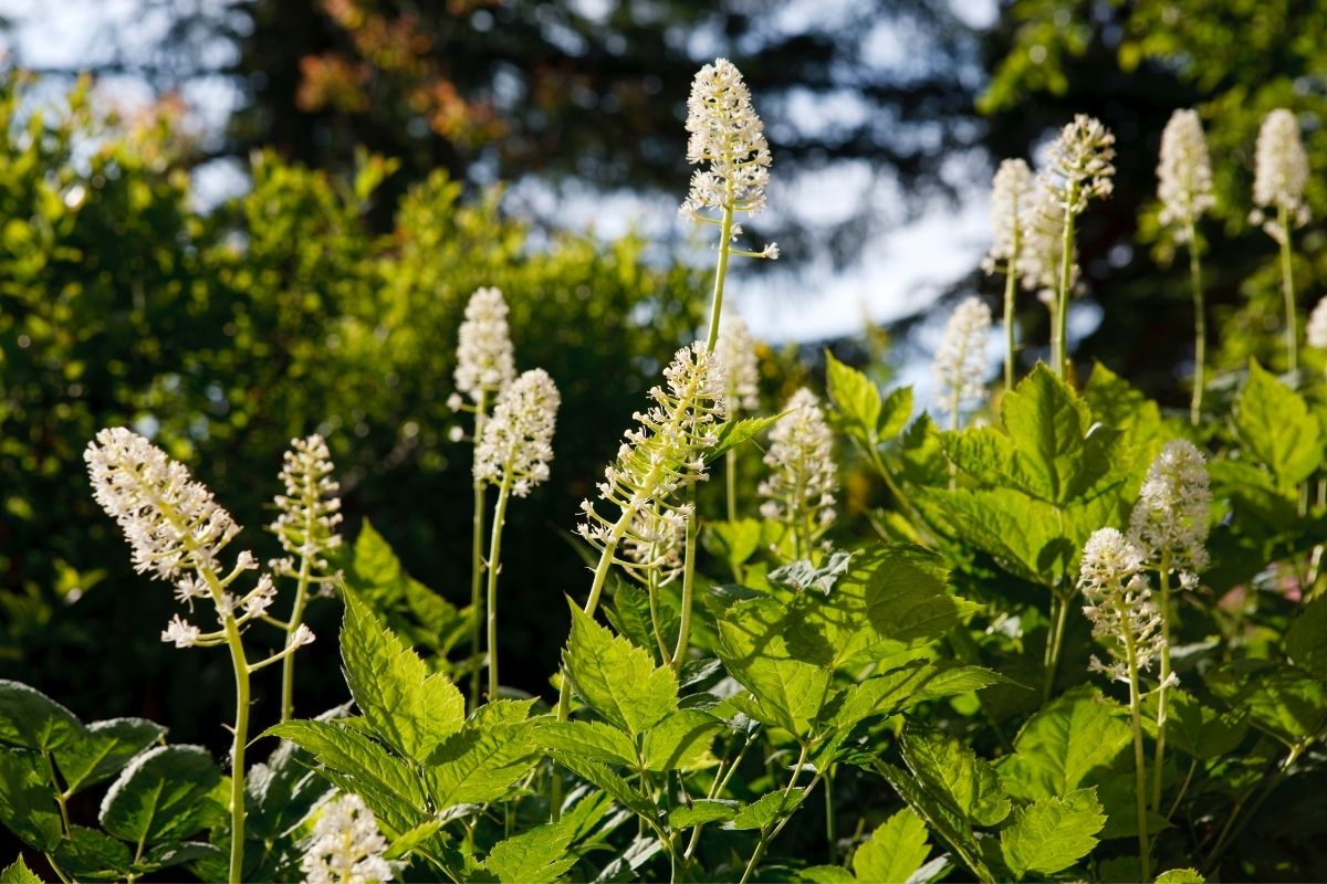 Plantas que dão frutinhas venenosas