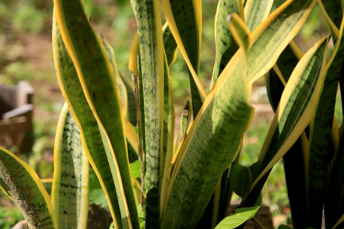 plantas que filtram o ar - Reprodução Canva plantas que filtram o ar - Reprodução Canva