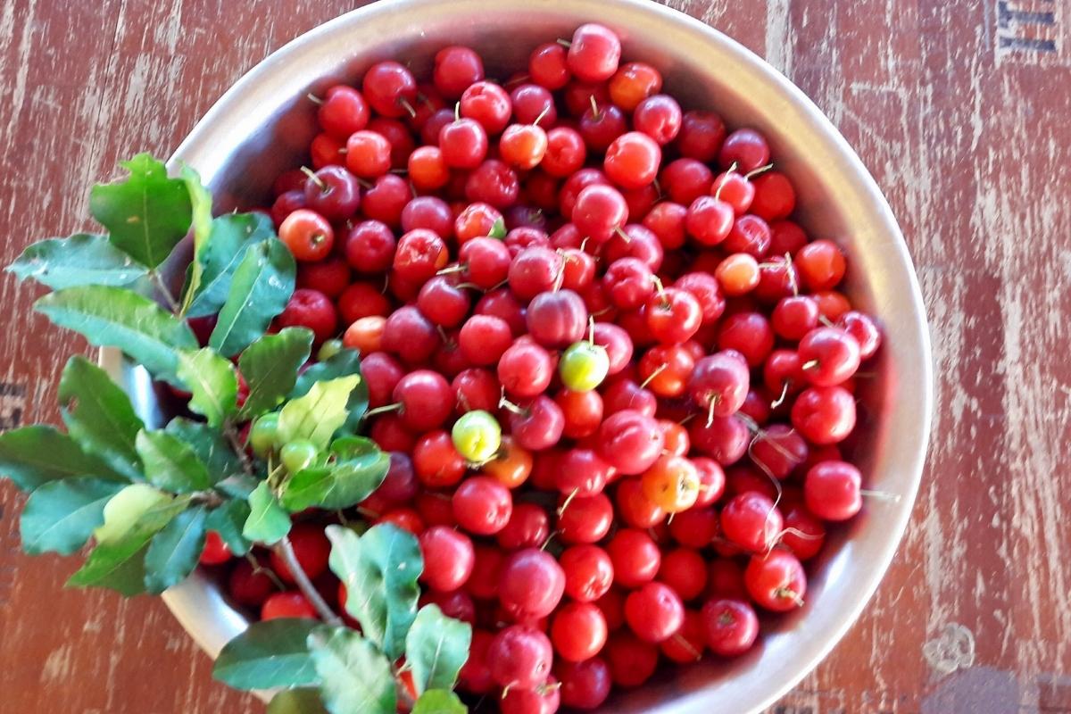 Como tirar polpa da acerola mais facilmente