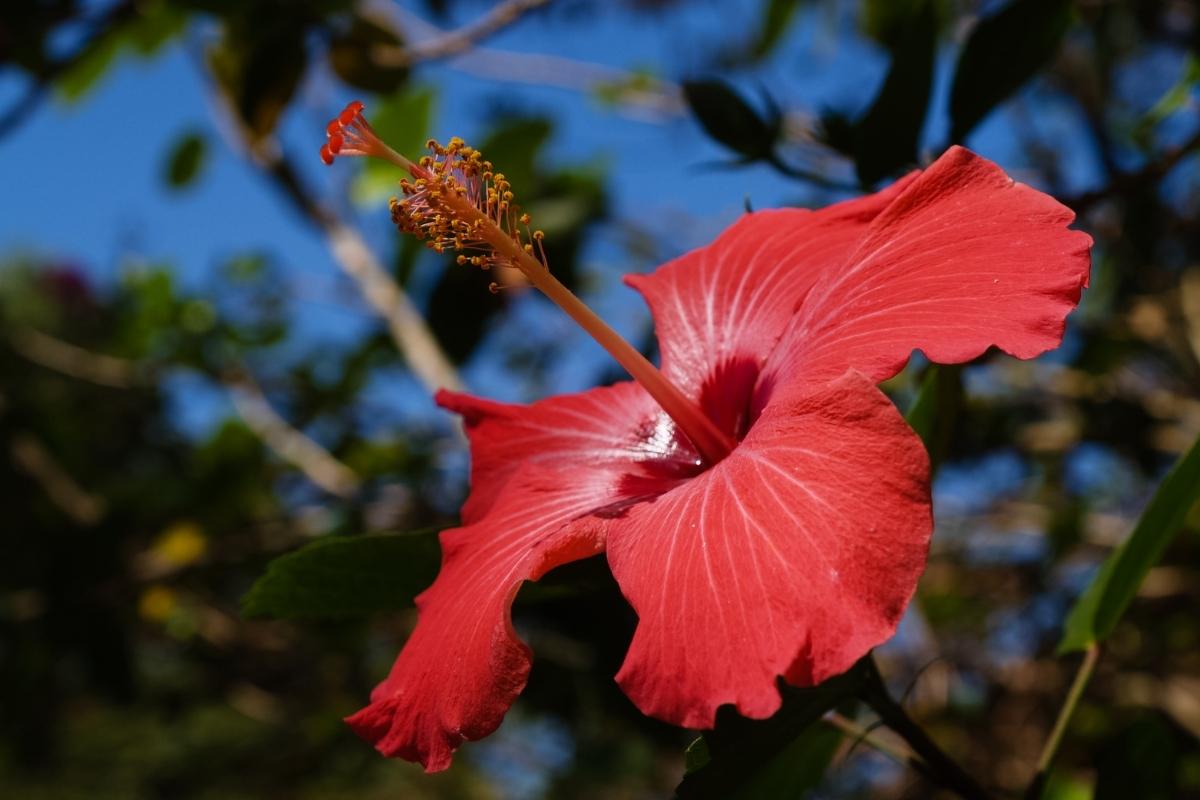 Veja Qual O Melhor Lugar Para Plantar Hibiscos Confira Dicas De Cultivo