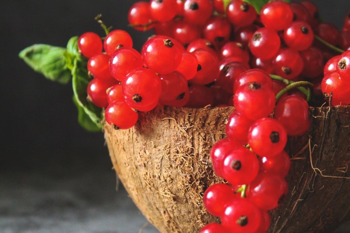 Como reaproveitar casca de coco?| Fonte: Pexels