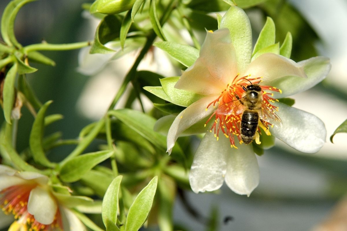 reconhecer ora-pro-nóbis - Reprodução Canva Como reconhecer ora-pro-nóbis