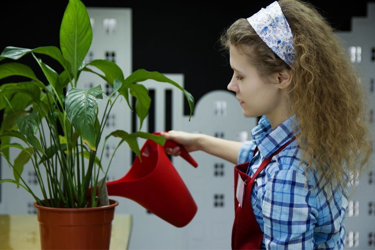 O que fazer quando esquecer de regar suas plantas Aprenda a salvá las