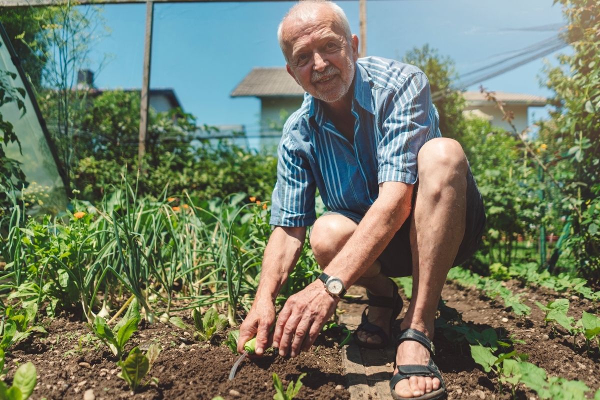 Segredos para cultivar orgânicos na sua casa