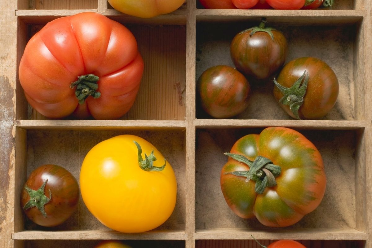 Tipos de tomates
