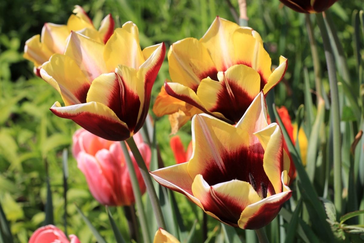 tulipas com muitas flores - Reprodução Canva Tulipas com muitas flores