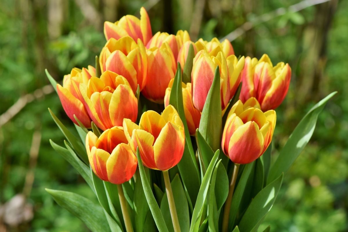 Como replantar tulipas depois da floração