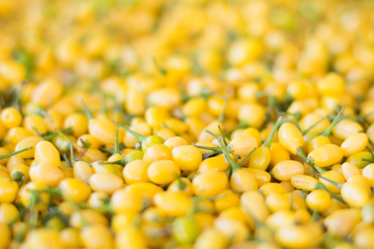 05 pimentas mais ardidas do Brasil