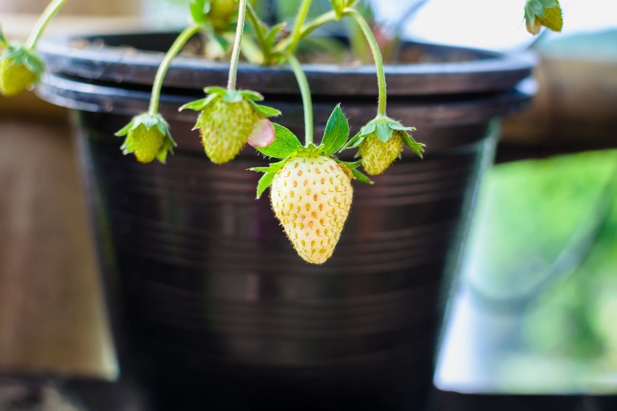 3 frutíferas brasileiras que se adaptam em espaços pequenos