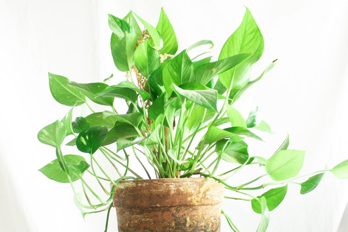 5 plantas para decorar jardim de inverno