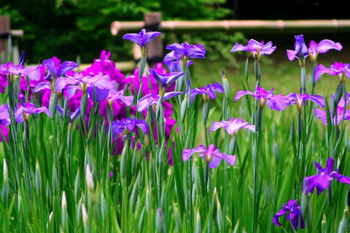 7 plantas lindas que têm bulbos