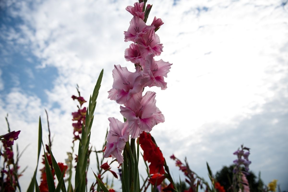 7 plantas lindas que têm bulbos