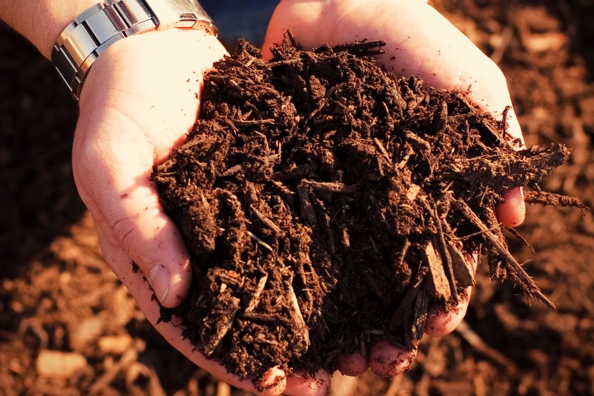 Adubo Caseiro - Reprodução Canva
