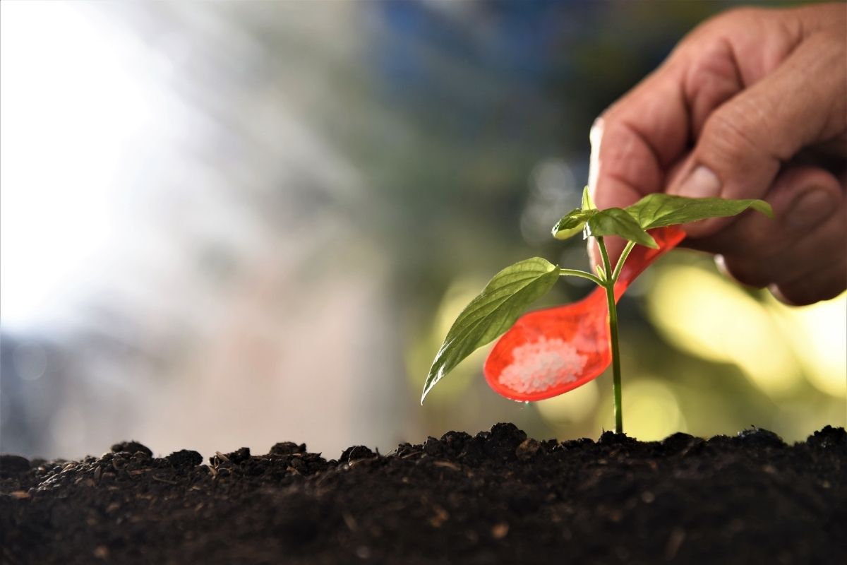 Adubo perfeito - Reprodução Canva