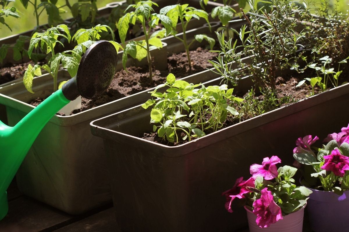 Como cultivar Pitaya orgânica no vaso