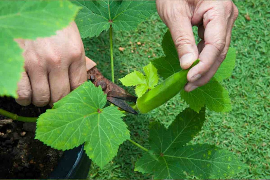 Saiba como plantar quiabo: confira super dicas de cultivo