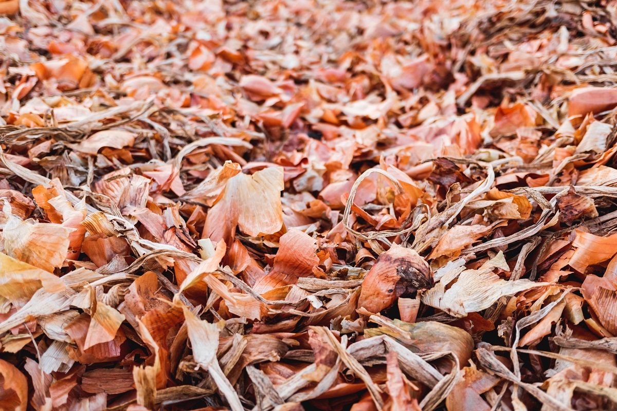 Como usar cascas de cebolas nas suas plantas - Reprodução AdobeStock