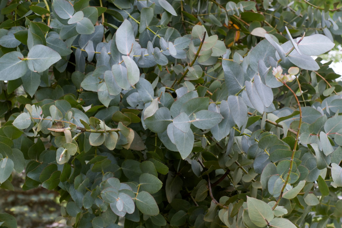 Plantas que combatem gripes e resfriados