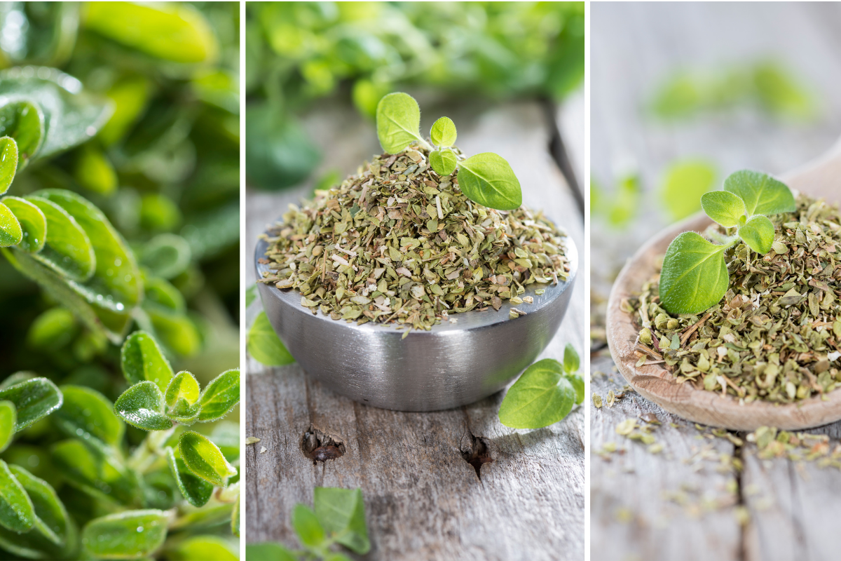 Descubra quais temperos não podem faltar na horta