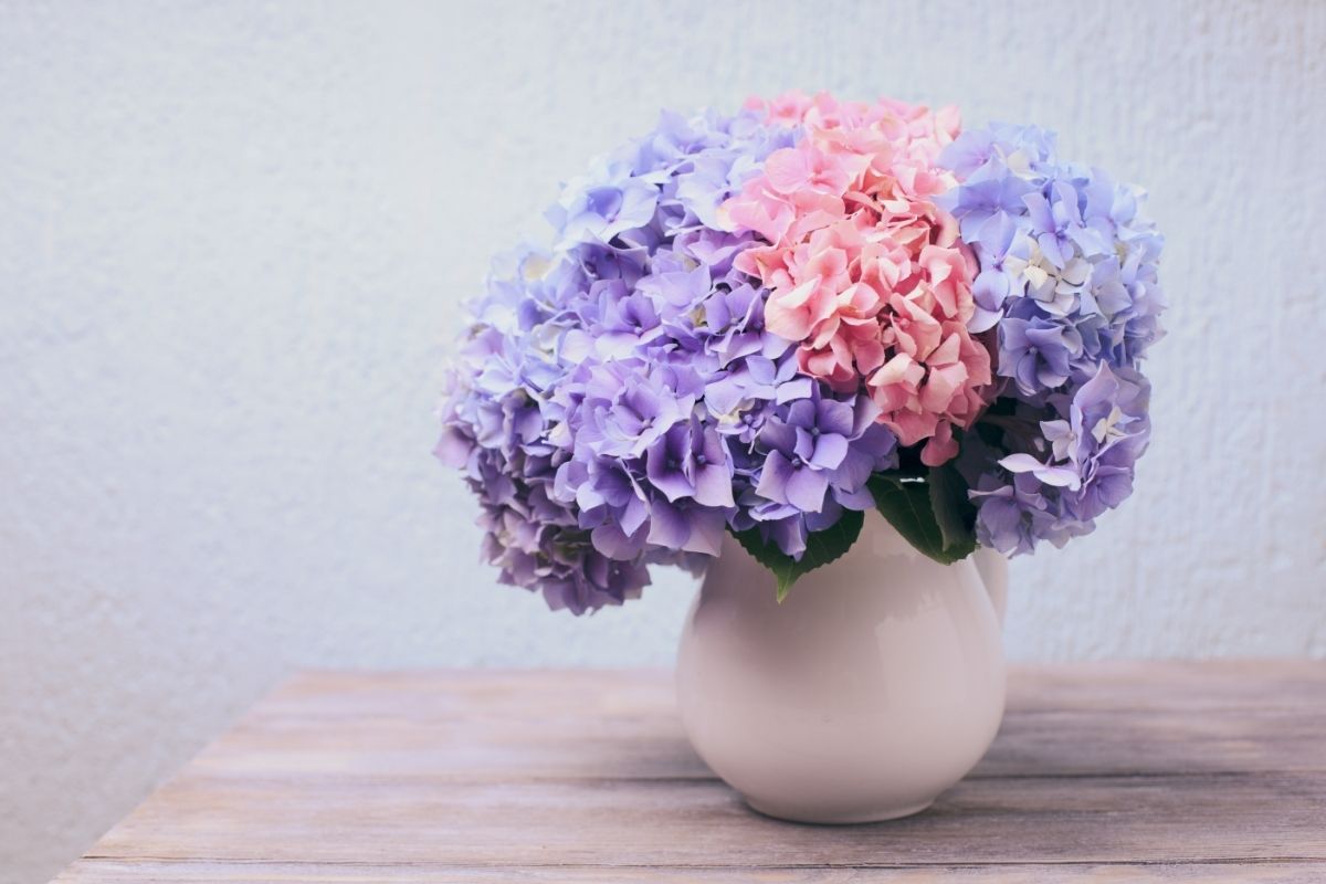 Conheça 4 plantas que pegam fácil ao plantar apenas com o galho Conheça 4 plantas que pegam fácil ao plantar apenas com o galho