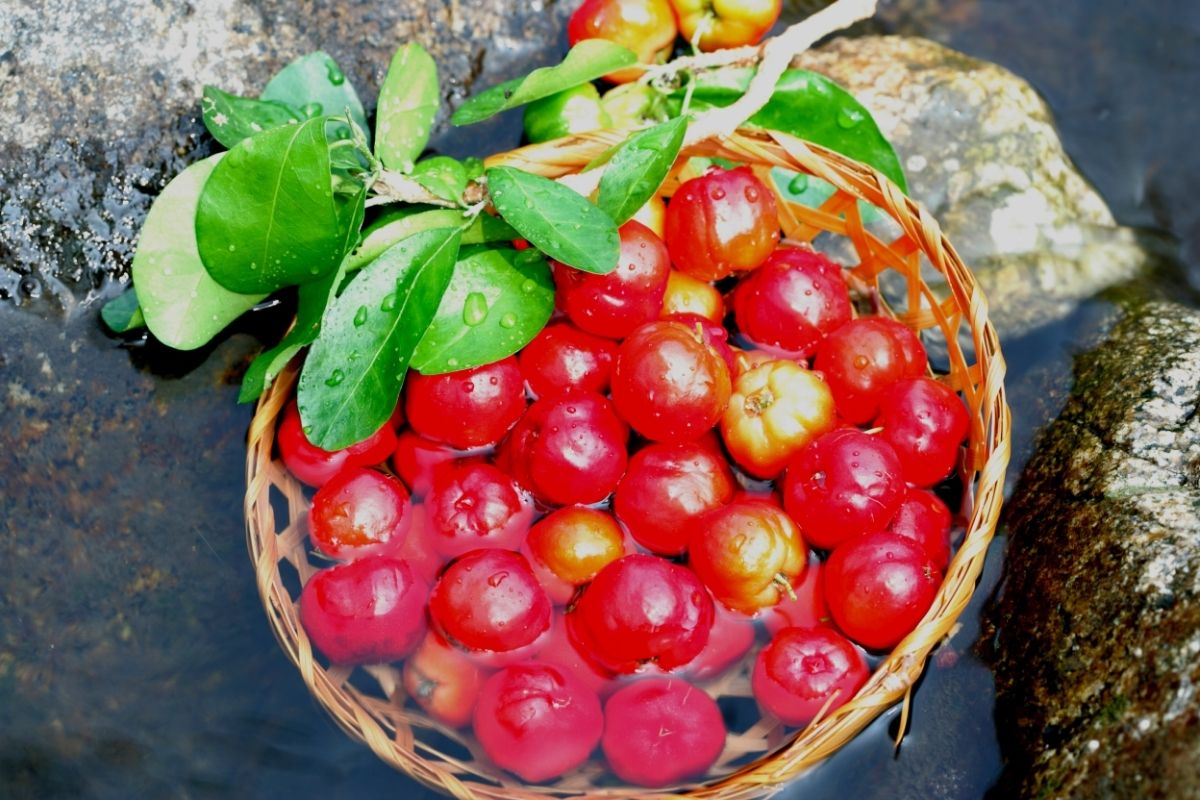 Como tirar a polpa da acerola