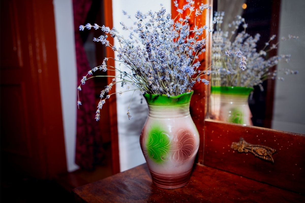 Descubra 4 plantas que são repelentes para cultivar na cozinha