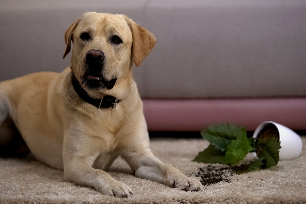 Plantas e animais de estimação em harmonia