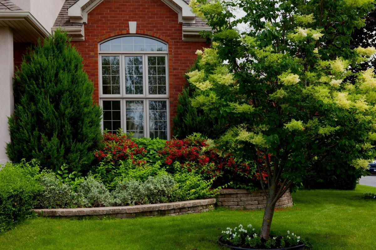 Calçada florida: 3 árvores com flores para decorar a frente da sua casa