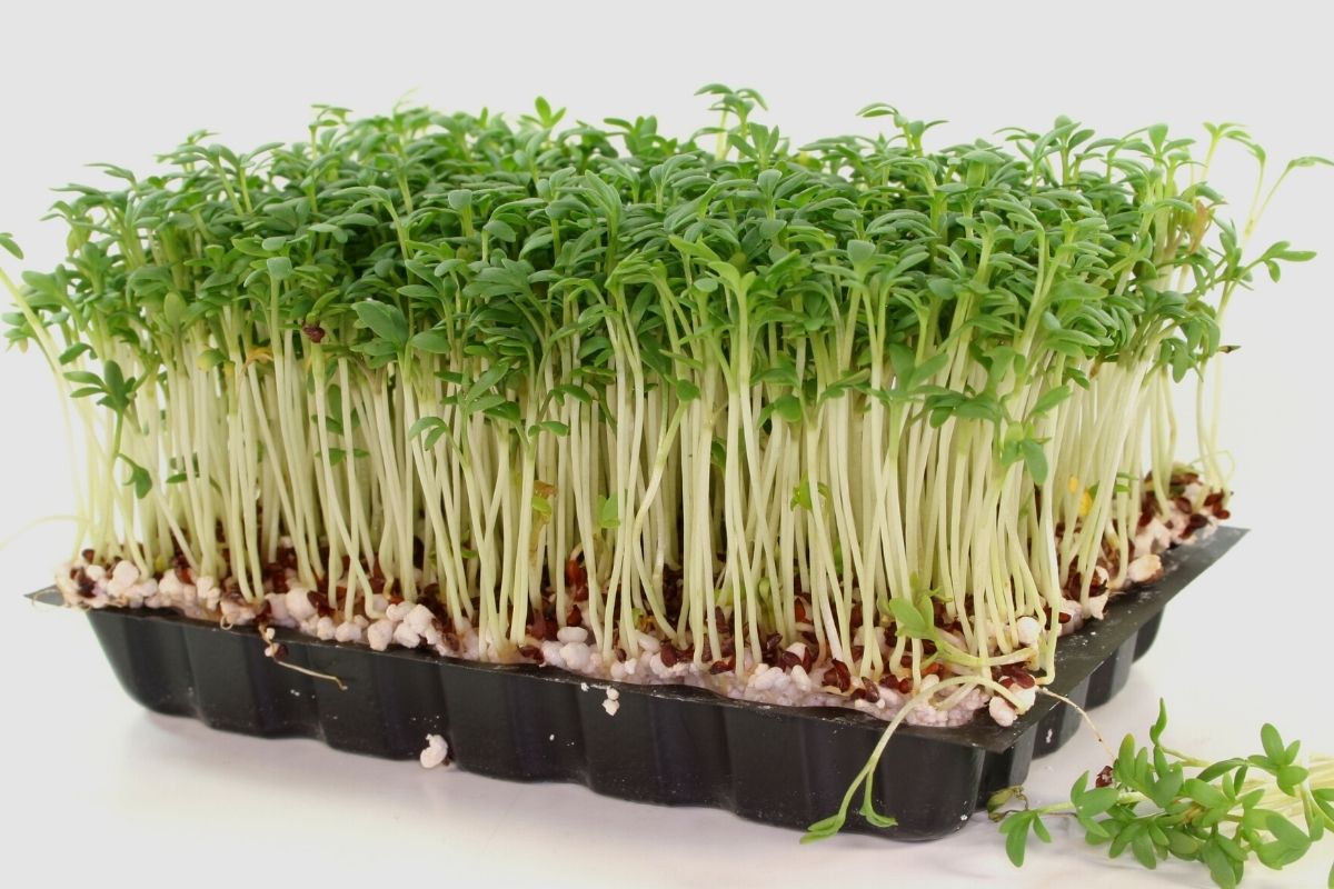 Como cultivar agrião