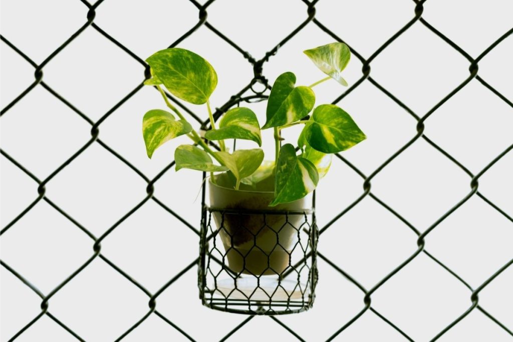 Conheça 4 plantas que pegam fácil ao plantar apenas com o galho Conheça 4 plantas que pegam fácil ao plantar apenas com o galho