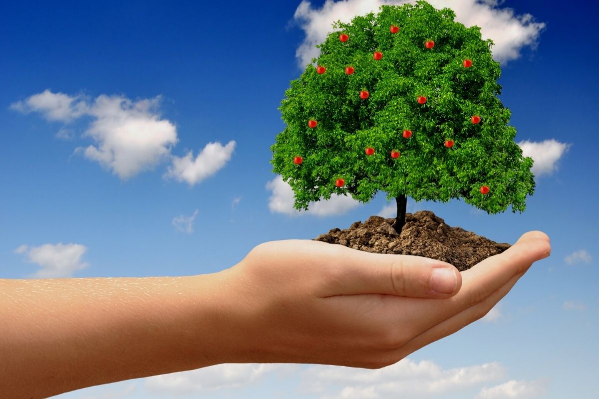Conheça 4 plantas que pegam fácil ao plantar apenas com o galho Conheça 4 plantas que pegam fácil ao plantar apenas com o galho