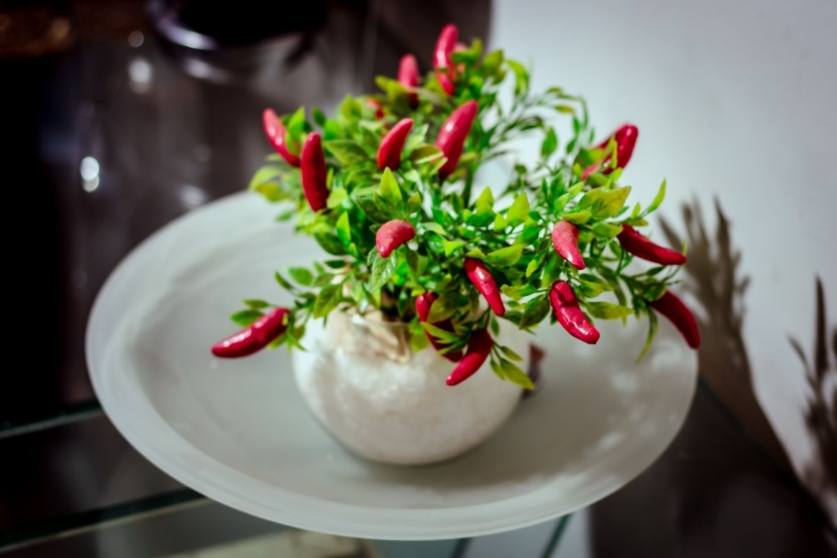 Conheça 3 frutíferas brasileiras que adaptam em espaços pequenos