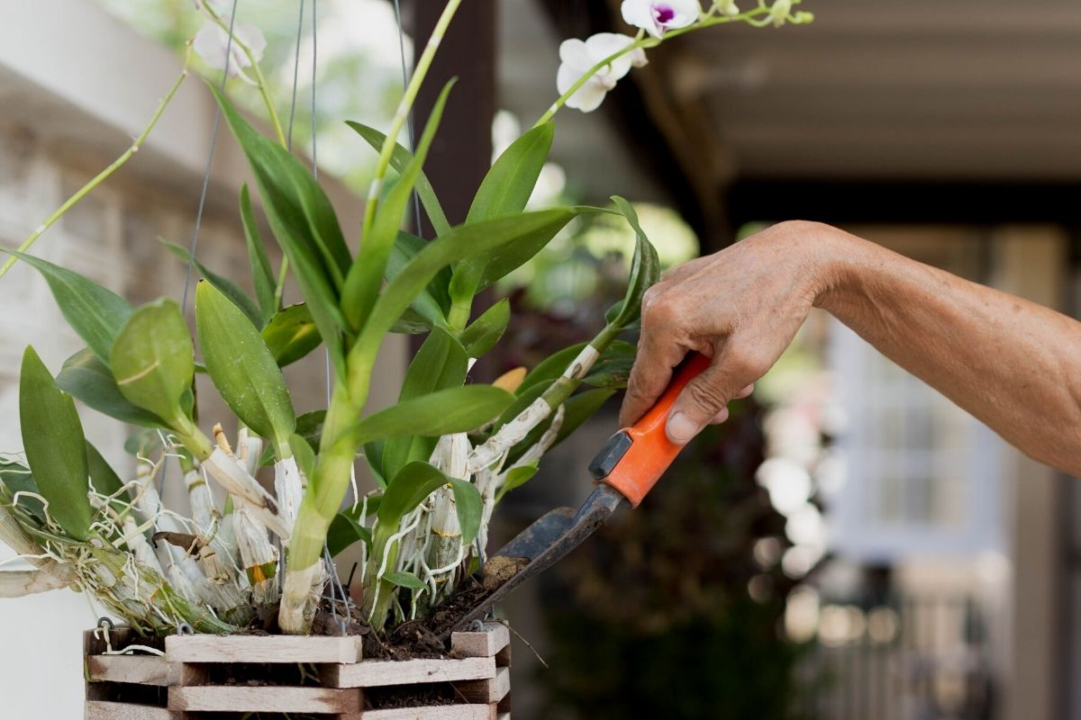Faça um adubo natural para qualquer planta dar flor em menos de 15 dias