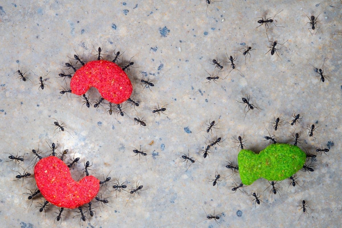 Mosquito? Barata? Formiga? Veja plantas repelentes que resolver o problema