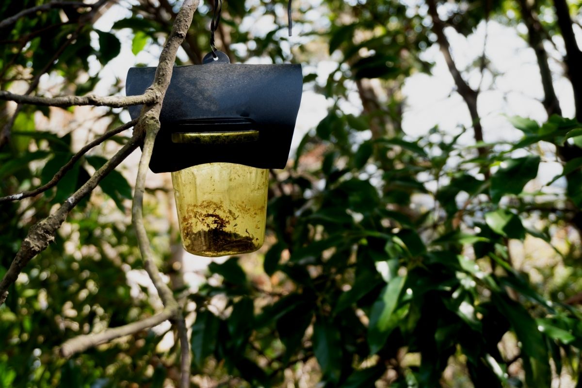 Conheça a isca natural anti pragas: use no jardim sem venenos