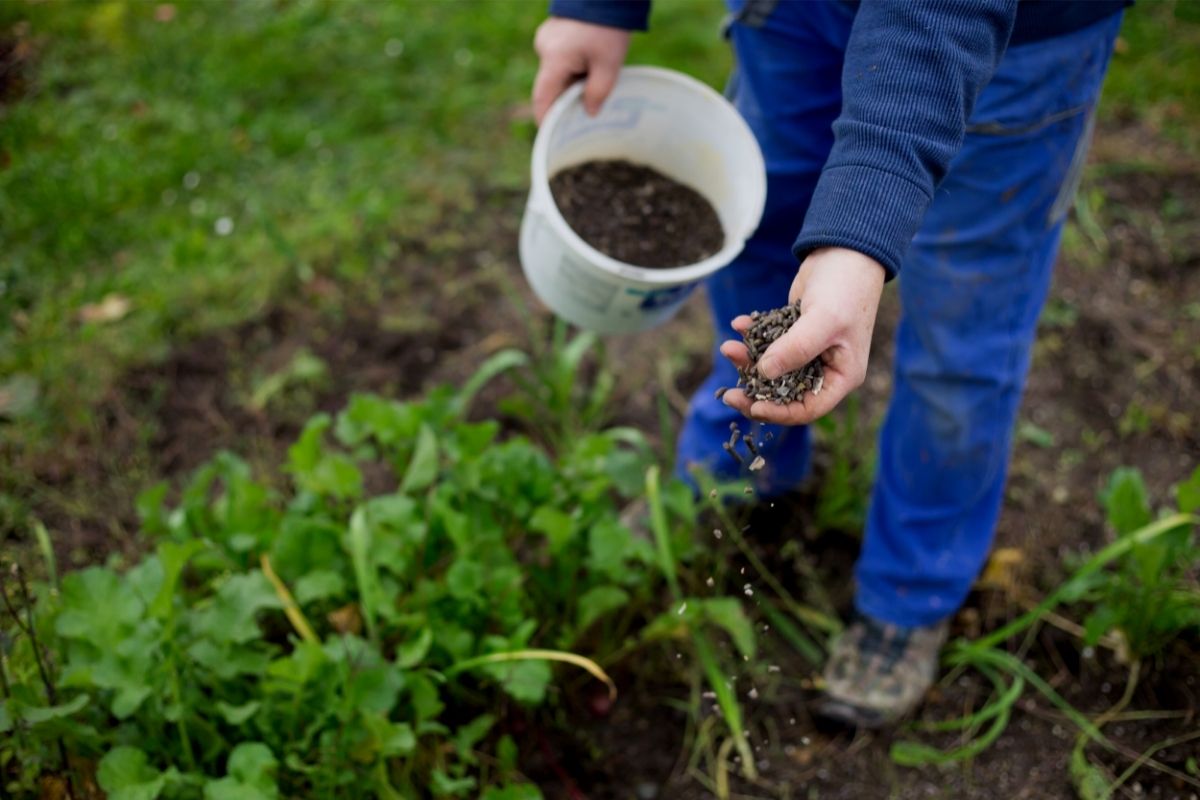 Adubo caseiro bem forte para hortas