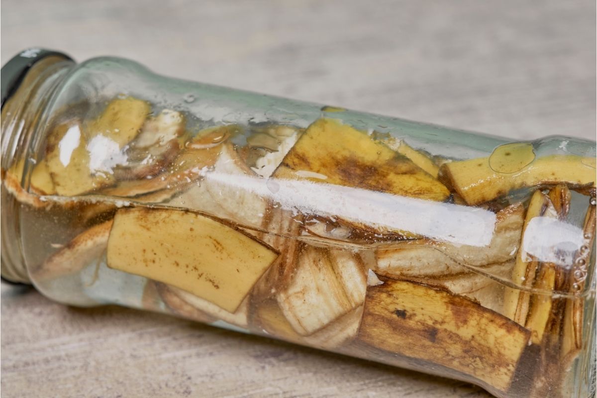 Saiba como fazer adubo caseiro para orquídea