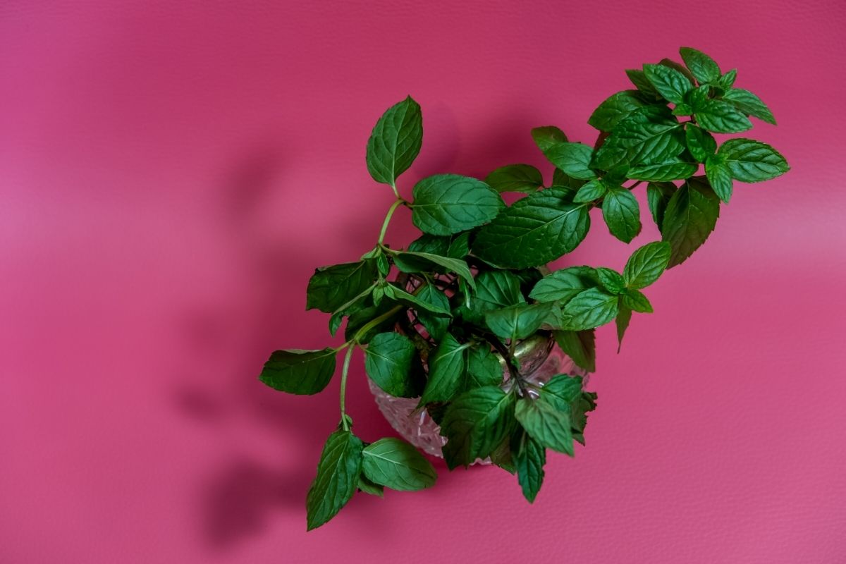 Como cultivar hortelã no vaso
