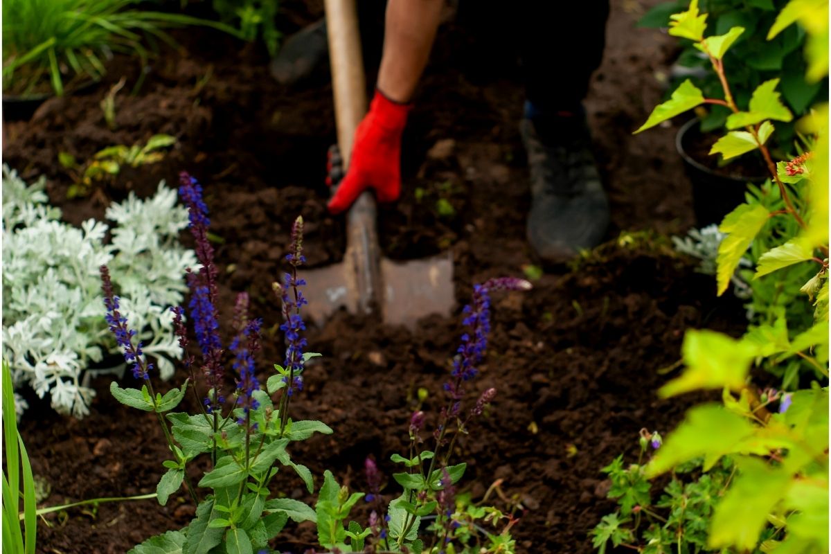Como corrigir terra fraca | Fonte: Canva