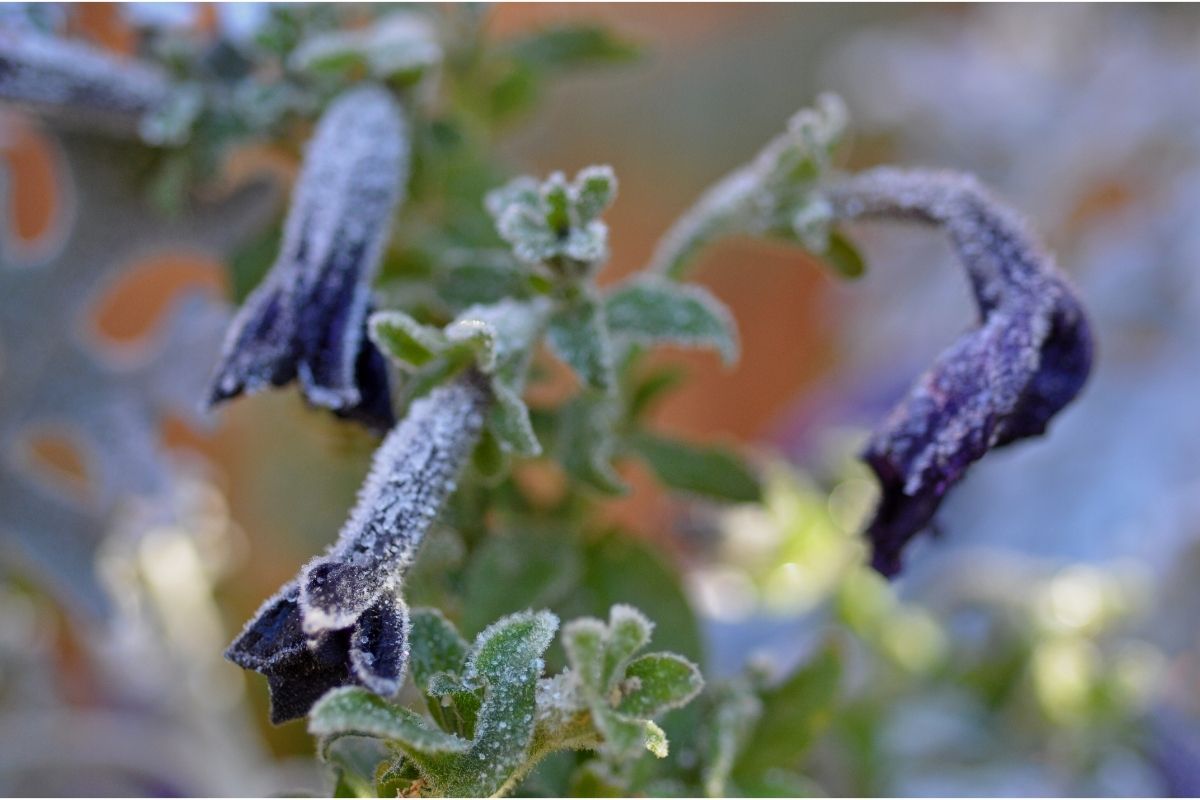 Como proteger o seu jardim das geadas