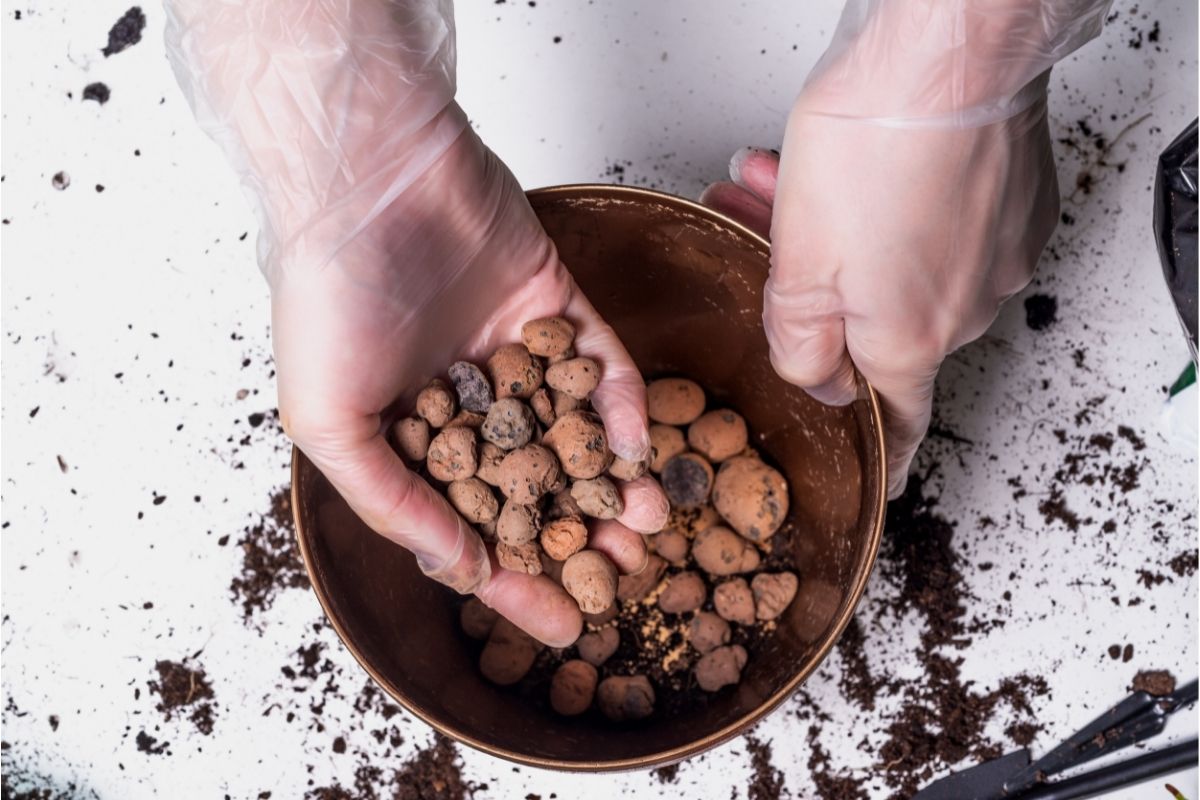 Como usar argila expandida corretamente? | Fonte: Canva Pro