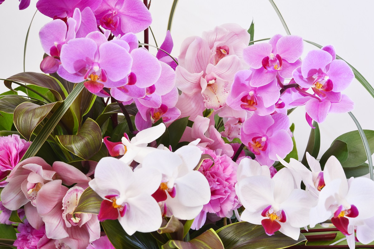 Dicas para plantar orquídeas - Reprodução AdobeStock