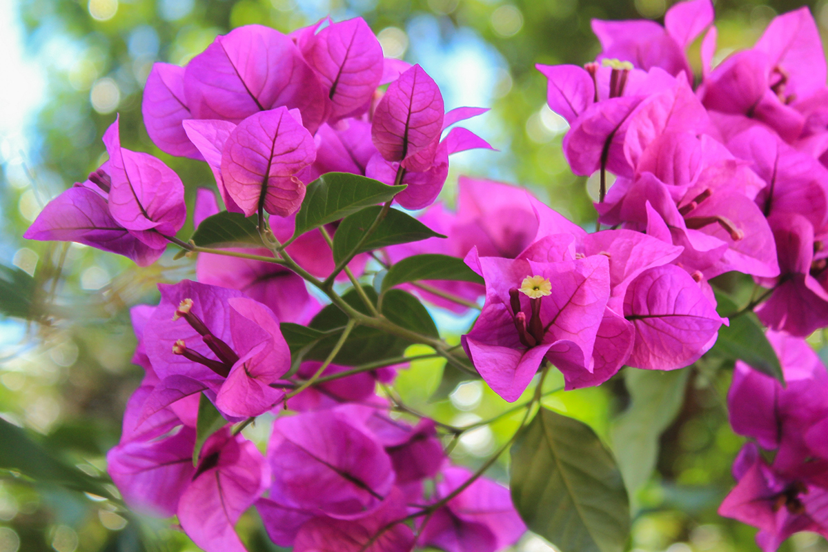 Fazer mudas de primavera ou bougainvillea