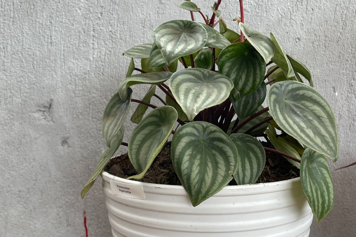 Quais as mudas mais vendidas