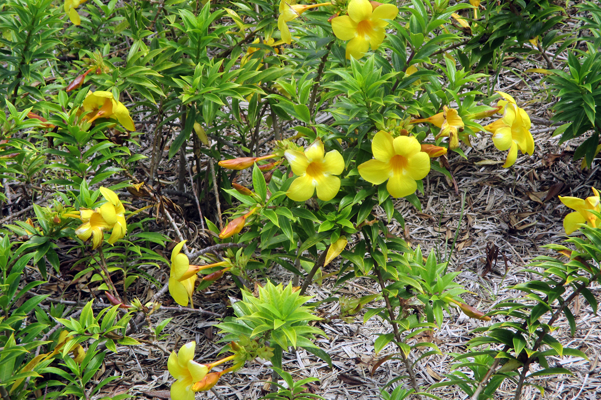 Solo ideal - Reprodução Canva