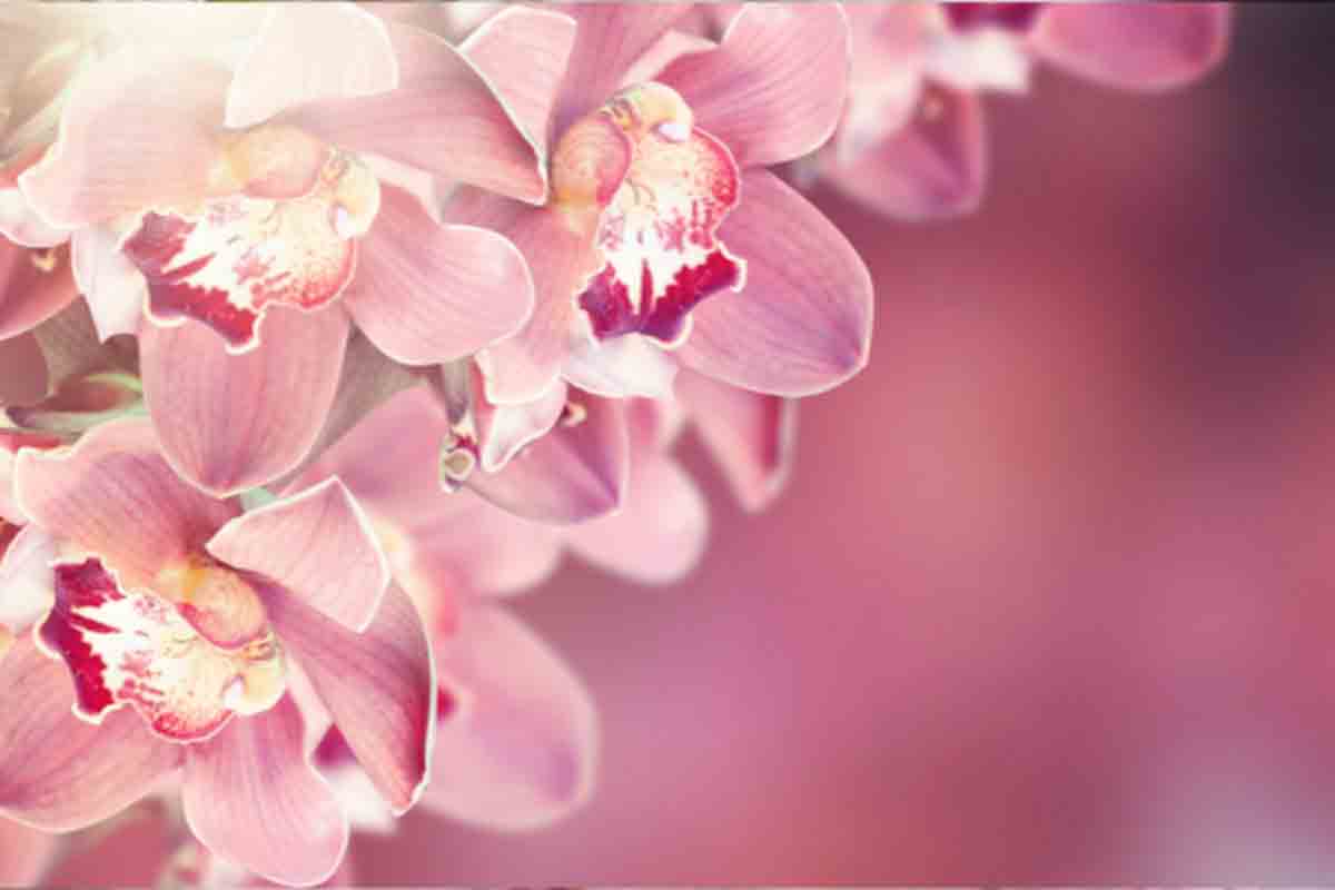 Veja plantas que atraem dinheiro - Reprodução Canva